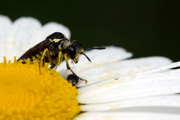 Long-billed beetle on white camomile