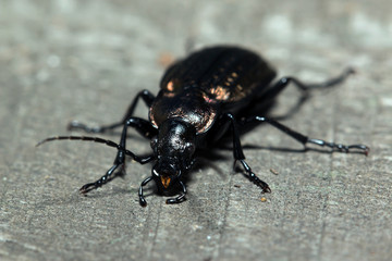 Beetle, ground beetle on nature, Green moss macro