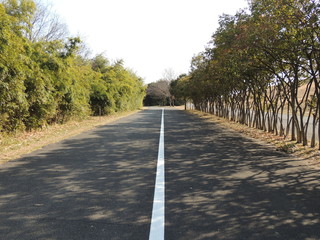 道満グリーンパークの並木道