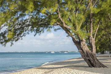 Grand Cayman Beach Pine Tree