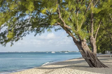 Photo sur Plexiglas Plage de Seven Mile, Grand Cayman Grand Cayman Beach Pine Tree