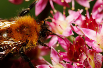 Bumble Bee collecting pollen from red dahlia flower.