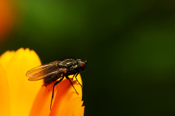 Fly sitting on camomile. Macro photo. White flower. Life of insects