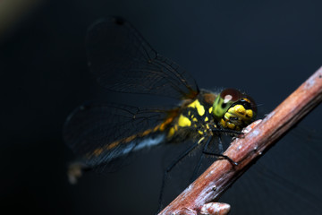 Dragonfly in the morning dew