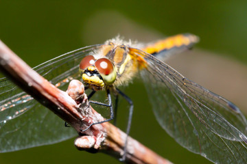 Dragonfly in the morning dew