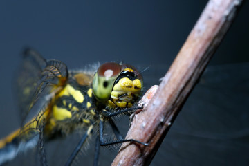 Dragonfly in the morning dew