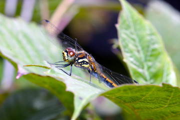 Dragonfly in the morning dew