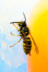 Wicked Wasp in search of sweet honey.