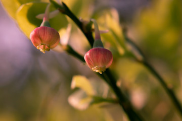 Heidelbeerbl&uuml;ten