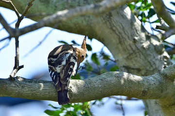 小首をかしげるヤツガシラ