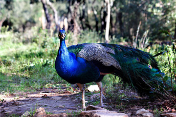Fototapeta premium peacocks