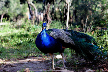 Obraz premium peacocks