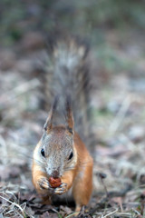 Forest protein with hazelnuts