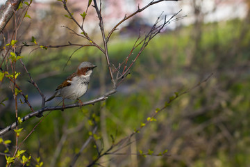 Sparrow on the branch