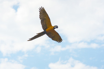 Blue and gold macaw flying on blue sky