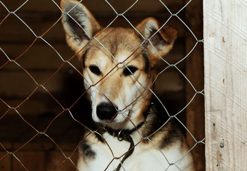 Dog from the shelter