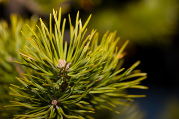 Branches of conifer background