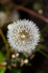 Dandelion closeup