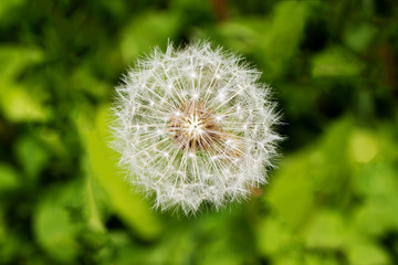 Dandelion closeup