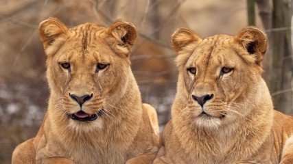 Southwest African lion sisters