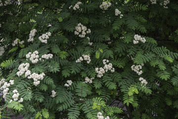 mountain ash foliage background