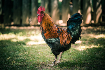 beautiful french rooster in the farm