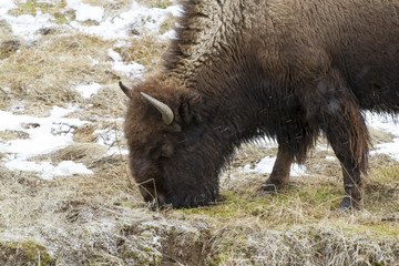 Head of grazing bison in snow in Yellowstone National Park in winter