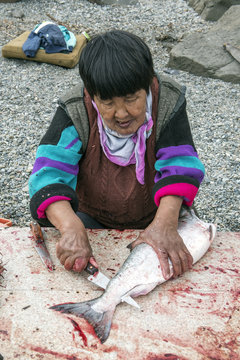 Senior Chukchi woman cuts  just catched sallmon on the sea shore and prepared it for drying