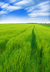 green wheat field