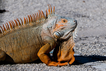 Florida Iguana