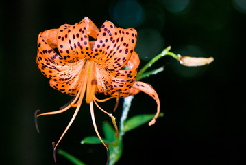 Orange Tiger Lily