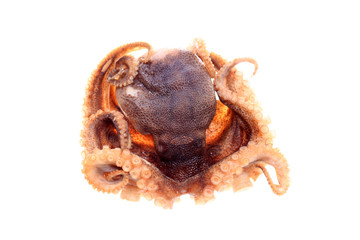 octopus on white background