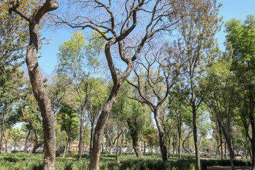 Trees and sky in Mexico City