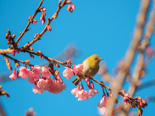 The yellow bird (oriental white-eye) on the pink cherry blossom