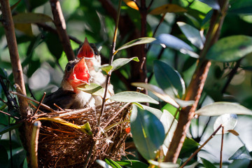 Squab mouth open waiting for food from the mother.