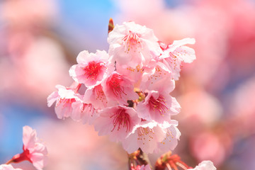 pink cherry blossom under the blue sky.