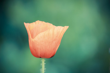 vintage color of blooming poppy flower