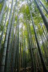 京都　嵐山　竹林