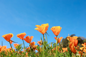 Poppy field and wild flowers in sunlight under a blue sky