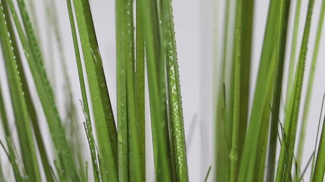 Rain drops sliding down blades of green grass in a field. Dew collecting and dripping down grass on a white background.