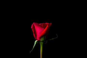 Fototapeta na wymiar Single Red Rose