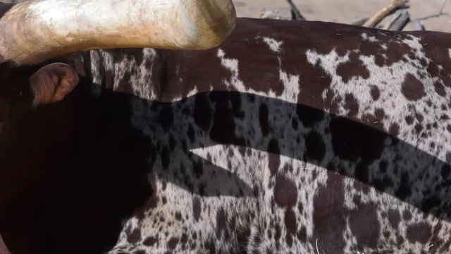 watusi cow close up pan across body to face slow motion 4k60p