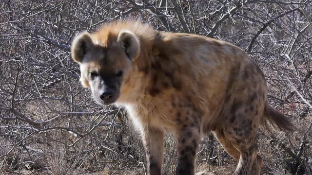 spotted hyena slow motion walking and approaching from cover