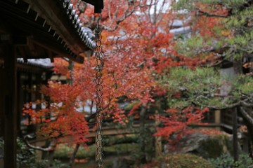 red maple leaves in Buddhism temple in autumn