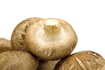 Shiitake fresh mushrooms on white background isolated with copy space