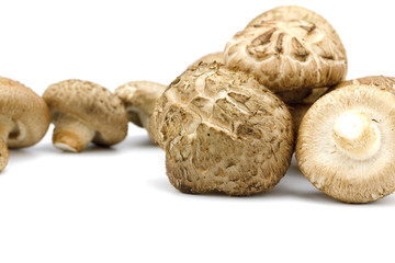 Shiitake fresh mushrooms on white background isolated with copy space