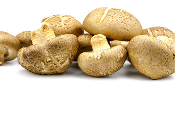 Shiitake fresh mushrooms on white background isolated with copy space