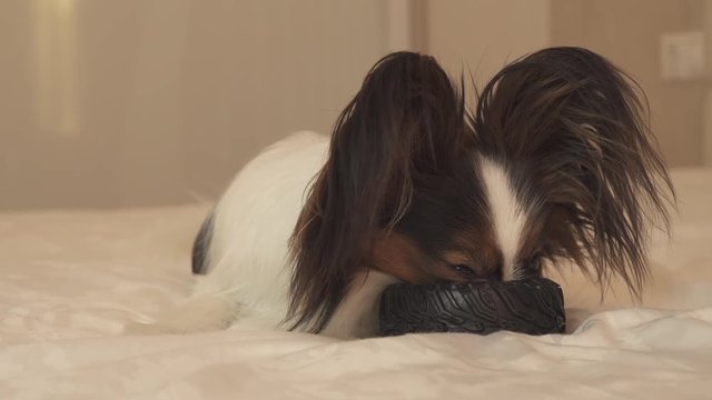 Young dog breeds Papillon Continental Toy Spaniel gnaws rubber tire - a fun tire changer stock footage video