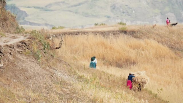 Rural life of women of the andean mountains. Harvesting wheat of crops wearing colorful costumes. 