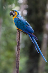 A blue bird of Rio